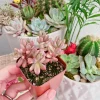 Sedum Rubrotinctum Aurora Pink Jelly Beans Live Plant – 2 inch Potted Succulent - Image 1