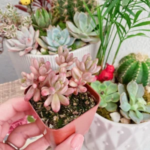 Sedum Rubrotinctum Aurora Pink Jelly Beans Live Plant – 2 inch Potted Succulent - Image 1