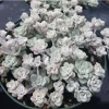 Sedum Spathulifolium 'Cape Blanco' Live Plant - Stonecrop, 2" Pot, Zones 5-9 - Image 1