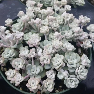 Sedum Spathulifolium 'Cape Blanco' Live Plant - Stonecrop, 2