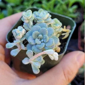 Sedum Spathulifolium 'Cape Blanco' Live Plant - Stonecrop, 2