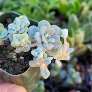 Sedum Spathulifolium 'Cape Blanco' Live Plant - Stonecrop, 2