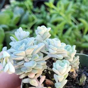 Sedum Spathulifolium 'Cape Blanco' Live Plant - Stonecrop, 2