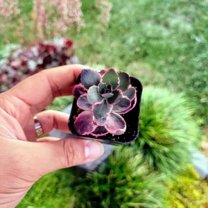 Sedum Sunsparkler 'Dream Dazzler' Live Plant - 4 inch Pot, Groundcover - Image 10