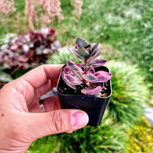 Sedum Sunsparkler 'Dream Dazzler' Live Plant - 4 inch Pot, Groundcover - Image 11