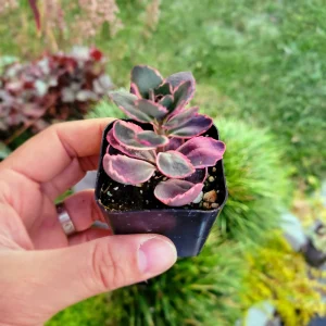 Sedum Sunsparkler 'Dream Dazzler' Live Plant - 4 inch Pot, Groundcover - Image 12