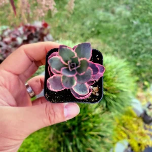 Sedum Sunsparkler 'Dream Dazzler' Live Plant - 4 inch Pot, Groundcover - Image 13