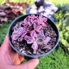 Sedum Sunsparkler 'Dream Dazzler' Live Plant - 4 inch Pot, Groundcover - Image 1