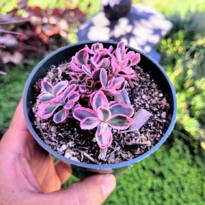 Sedum Sunsparkler 'Dream Dazzler' Live Plant - 4 inch Pot, Groundcover - Image 1