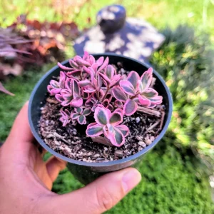 Sedum Sunsparkler 'Dream Dazzler' Live Plant - 4 inch Pot, Groundcover - Image 7