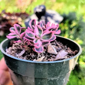 Sedum Sunsparkler 'Dream Dazzler' Live Plant - 4 inch Pot, Groundcover - Image 8