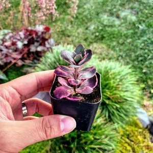 Sedum Sunsparkler 'Dream Dazzler' Live Plant - 4 inch Pot, Groundcover - Image 9