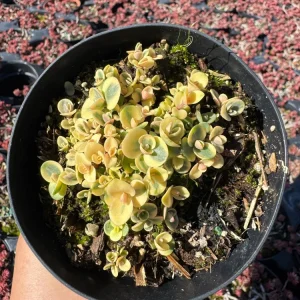 Sedum Sunsparkler 'Lime Twister' Live Plant – 4 inch Pot – Outdoor Succulent - Image 2