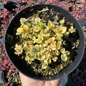 Sedum Sunsparkler 'Lime Twister' Live Plant – 4 inch Pot – Outdoor Succulent - Image 3