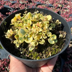Sedum Sunsparkler 'Lime Twister' Live Plant – 4 inch Pot – Outdoor Succulent - Image 4