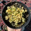 Sedum Sunsparkler 'Lime Twister' Live Plant – 4 inch Pot – Outdoor Succulent - Image 1