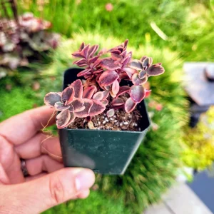 Sedum Sunsparkler 'Wild Fire' Succulent Live Plant, 2 inch pot, Outdoor - Image 2