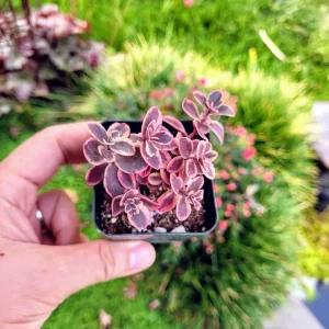Sedum Sunsparkler 'Wild Fire' Succulent Live Plant, 2 inch pot, Outdoor - Image 3
