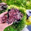 Sedum Sunsparkler 'Wild Fire' Succulent Live Plant, 2 inch pot, Outdoor - Image 1
