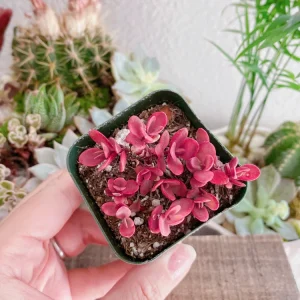 Sedum Sunsparkler Wildfire Stonecrop Live Plant - 2 inch Pot - Red Foliage Succulent - Image 1