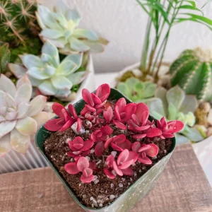 Sedum Sunsparkler Wildfire Stonecrop Live Plant - 2 inch Pot - Red Foliage Succulent - Image 7