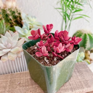 Sedum Sunsparkler Wildfire Stonecrop Live Plant - 2 inch Pot - Red Foliage Succulent - Image 8