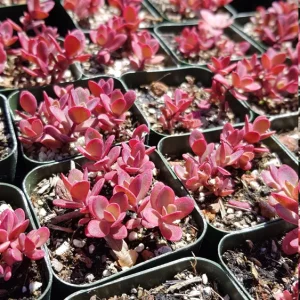 Sedum Sunsparkler Wildfire Stonecrop Live Plant - 2 inch Pot - Red Foliage Succulent - Image 9