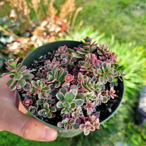 Sedum Tricolor Live Plant - Groundcover Stonecrop - 4 inch Pot - Outdoor Succulent - Image 2