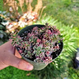 Sedum Tricolor Live Plant - Groundcover Stonecrop - 4 inch Pot - Outdoor Succulent - Image 3