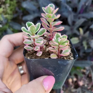 Sedum Tricolor Live Plant - Groundcover Stonecrop - 4 inch Pot - Outdoor Succulent - Image 4