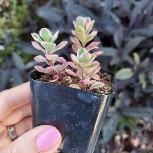 Sedum Tricolor Live Plant - Groundcover Stonecrop - 4 inch Pot - Outdoor Succulent - Image 5