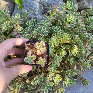 Sedum Tricolor Live Plant - Groundcover Stonecrop - 4 inch Pot - Outdoor Succulent - Image 6