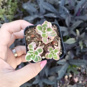 Sedum Tricolor Live Plant - Groundcover Stonecrop - 4 inch Pot - Outdoor Succulent - Image 7
