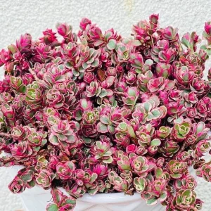 Sedum Tricolor Live Plant - Groundcover Stonecrop - 4 inch Pot - Outdoor Succulent - Image 1