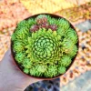 Sempervivum Allionii Hens Chicks Live Plant – Succulent – 2 or 4 inch Pot – Outdoor - Image 1