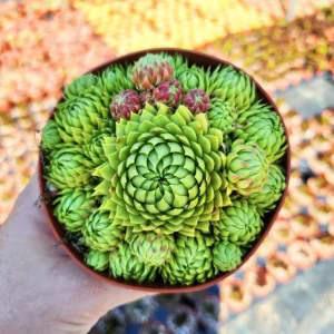 Sempervivum Allionii Hens Chicks Live Plant – Succulent – 2 or 4 inch Pot – Outdoor - Image 1