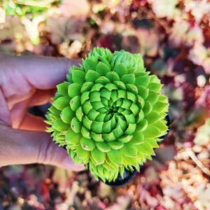 Sempervivum Allionii Hens Chicks Live Plant – Succulent – 2 or 4 inch Pot – Outdoor - Image 5
