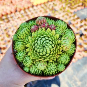 Sempervivum Allionii Hens Chicks Live Plant – Succulent – 2 or 4 inch Pot – Outdoor - Image 6