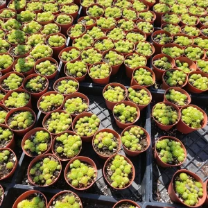 Sempervivum Allionii Hens Chicks Live Plant – Succulent – 2 or 4 inch Pot – Outdoor - Image 7