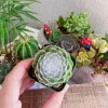 Sempervivum arachnoideum 'Cebenese' Live Plant - 2 inch Pot - Spiderweb Succulent - Image 1