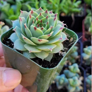 Sempervivum Calcareum Greenii Live Plant – Hens & Chicks Succulent, 2 Inch Pot, Cold Hardy - Image 2