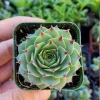 Sempervivum Calcareum Greenii Live Plant – Hens & Chicks Succulent, 2 Inch Pot, Cold Hardy - Image 1