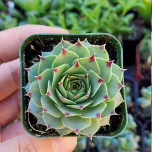 Sempervivum Calcareum Greenii Live Plant – Hens & Chicks Succulent, 2 Inch Pot, Cold Hardy - Image 1
