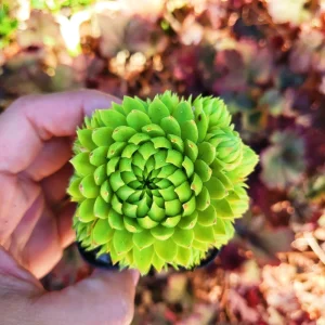 Sempervivum globiferum allionii Live Plant – 2 inch Potted Succulent - Image 2