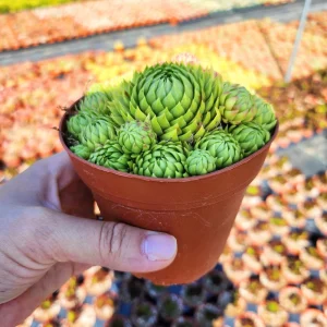 Sempervivum globiferum allionii Live Plant – 2 inch Potted Succulent - Image 4