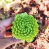 Sempervivum globiferum allionii Live Plant – 2 inch Potted Succulent - Image 1