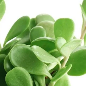 Senecio Jacobsenii Succulent Trailing Green Purple Jade Live Plant 4-6in - Image 3