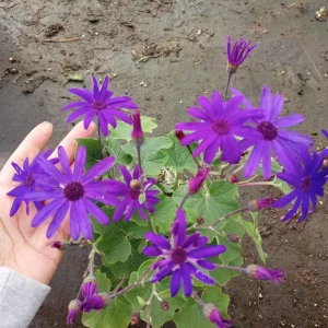 Senetti Cineraria Blue Live Plant – 6 inch Pot – Indoor/Outdoor - Image 1