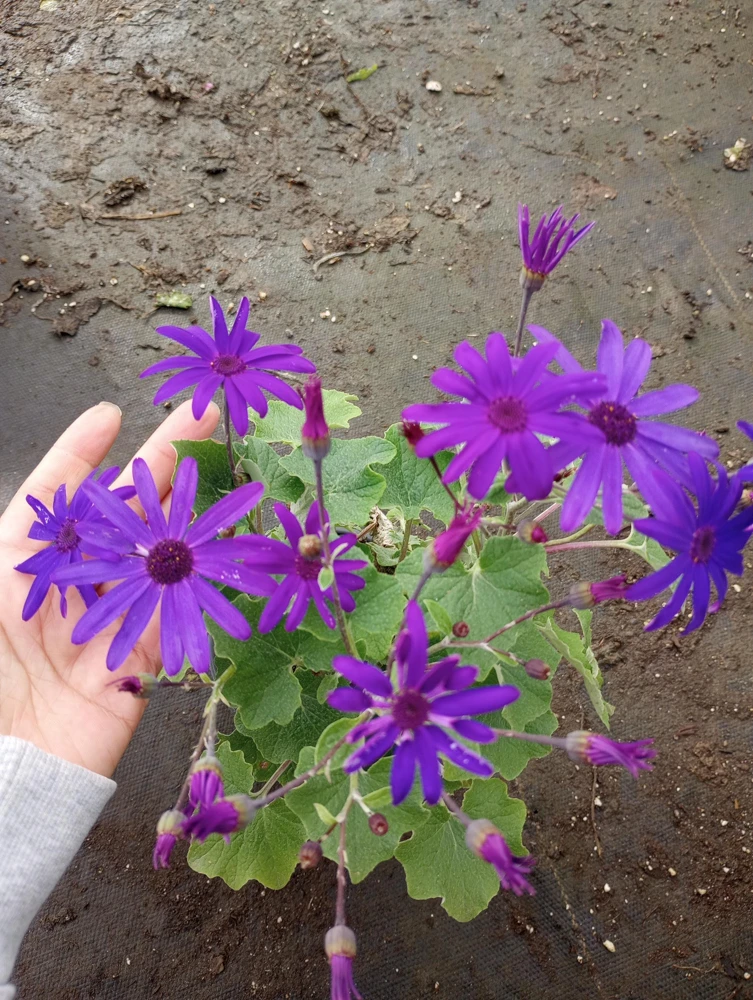 Senetti Cineraria Blue Live Plant – 6 inch Pot – Indoor/Outdoor - Image 1
