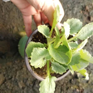 Senetti Cineraria Live Plant – 6 Inch Pot – Vibrant Flowers - Image 2